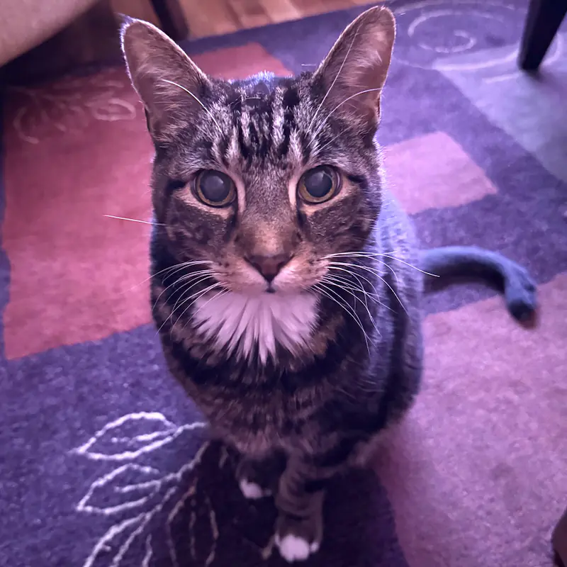 Loki the cat, office supervisor